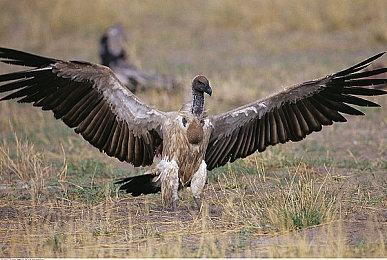 索尼卖掉EVO引发玩家热议期待《任天堂大乱斗》回归